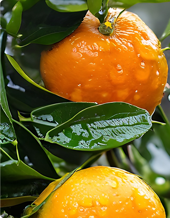 Mandarin